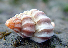 kudungur